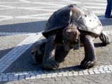 photo Insolite de blade