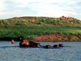 Famille d'hippopotames au lac Kariba (Zimbabwe - 1995).