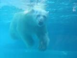 Ours blanc prenant son bain...