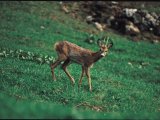 photo La faune de carastouille