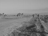 Sur les routes du Sud tunisien aux portes du Sahara (mars 2006)