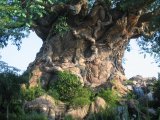 L'arbre de vie - Parc Animal Kingdom Disney  - Orlando