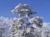 Les arbres - Photo d'Olivierp54