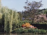 Giverny Arbres dans le jardin de Claude Monet.