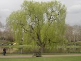 Les arbres - Photo de Patouillette
