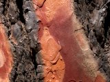 photo Les arbres de cel29