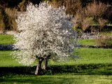 http://www.fou-de-voyage.com/photo/concours/20090201018-les-arbres.jpg