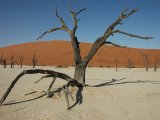 photo Les arbres de BULTEAU