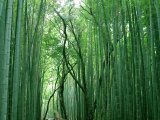 Les arbres - Photo de Daria
