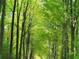 photo Les arbres de Splash
