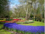 Hollande - parc de Keukenhof 
ou la symphonie des Tulipes et bulbes en tout genre !!