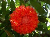 Couleur Rouge - Photo de Noutulum