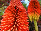 photo Couleur Rouge de azimuts