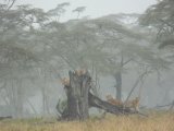 Voyage sous la pluie - Photo de Sandrine