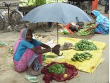 photo Voyage sous la pluie de faisan43