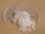 Immense Jelly Fish sur la plage a Hua Hin en Thailande.