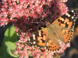 Couleur Orange - Photo de Ranger