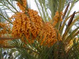 Couleur Orange - Photo de Sandrine