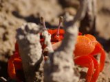 photo Couleur Orange de pixalbum