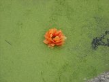 Lotus pris dans un parc de Dublin.