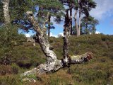 Les arbres - Photo de Ranger