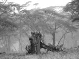 Les arbres - Photo de Sandrine