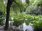 photo Les arbres de cachou