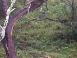 Les arbres - Photo de Verstichel