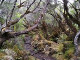 Les arbres - Photo de Greedo182