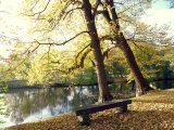 photo Les arbres de Leroy