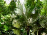 Dans la jungle singapourienne, un arbre tel une sculpture