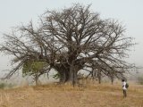 photo Les arbres de ilil1