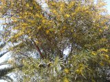 Les arbres - Photo de Cynthia righetti