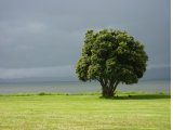 http://www.fou-de-voyage.com/photo/concours/20120402327-les-arbres.jpg