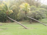 Qui se ressemble s'assemble
Ile Maurice