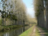 Alignement de peupliers, canal de l'Ourcq (France)