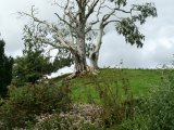 Les arbres - Photo de Sofie
