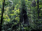 photo Les arbres de Daniel-16