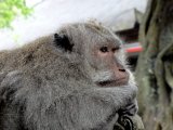 Les animaux - Photo de Willou