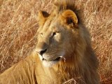 Les animaux - Photo de Sandrine