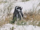 Afrique du sud : Pingouins du Cap dans False Bay (Boulders)