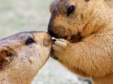 http://www.fou-de-voyage.com/photo/concours/20120601211-les-animaux.jpg
