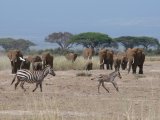 Les animaux - Photo de Lieco