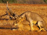 Les animaux - Photo de Verstichel