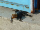 photo Les animaux de lucille.borrel