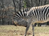 Les animaux - Photo de Lolocharp