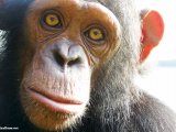 photo Les animaux de pixalbum