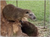 Les animaux - Photo de Baladeur