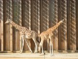 photo Les animaux de Lacelle