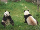 photo Les animaux de pruvost